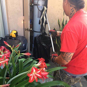 Removing a Skunk in Los Angeles Chris K Removing a Skunk