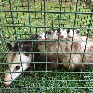 Opossum and babies humanely trapped in cage on grass