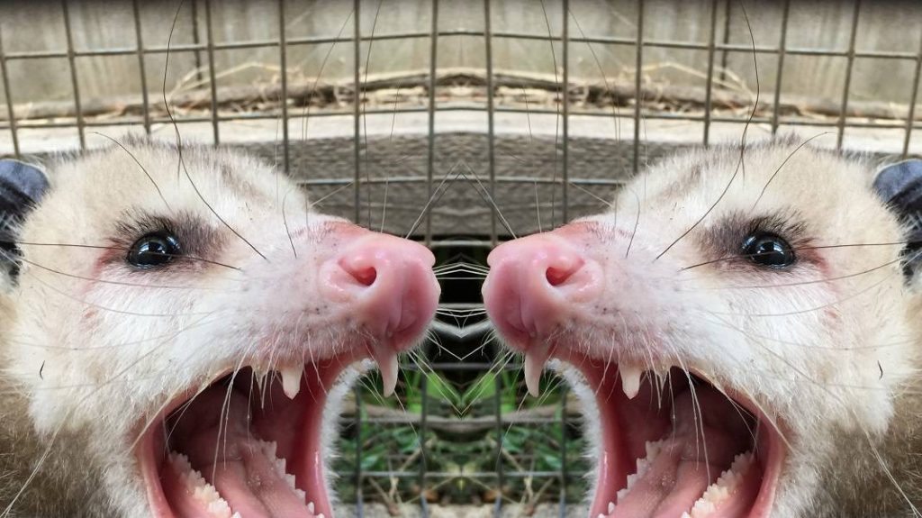 Los Angeles Opossum Removal and Control