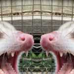 Los Angeles Opossum Removal and Control