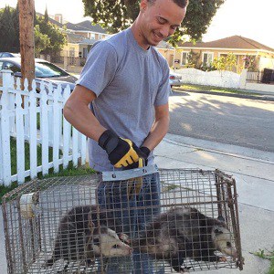 Opossum Trapping and Removal in San Pedro