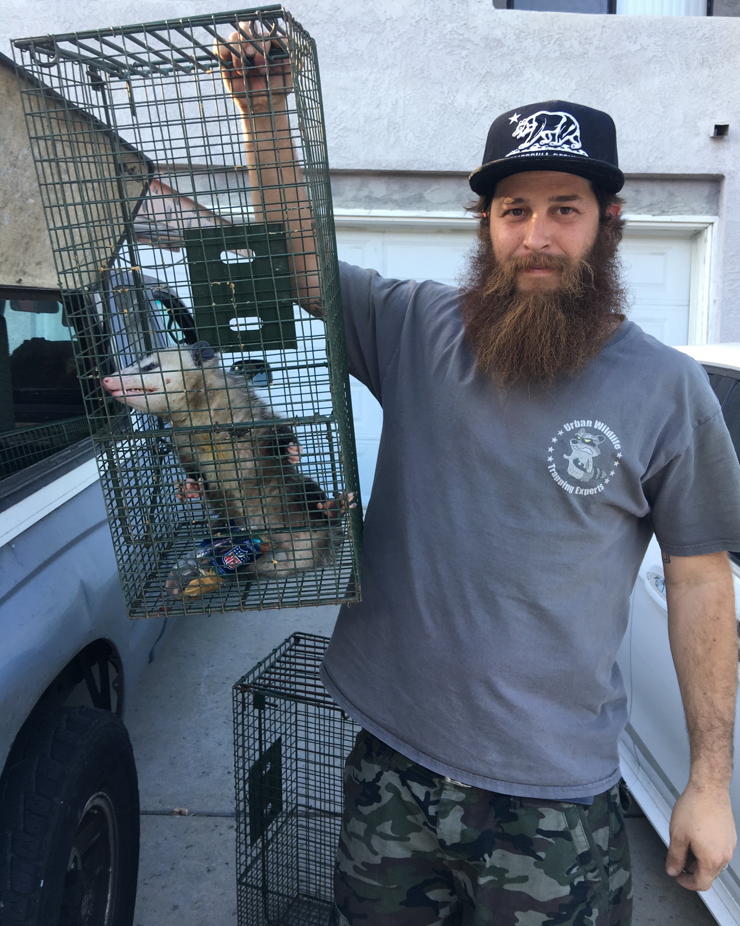 Opossum trapping and removal by Urban Wildlife Trapping Experts