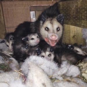 Opossums in the Attic