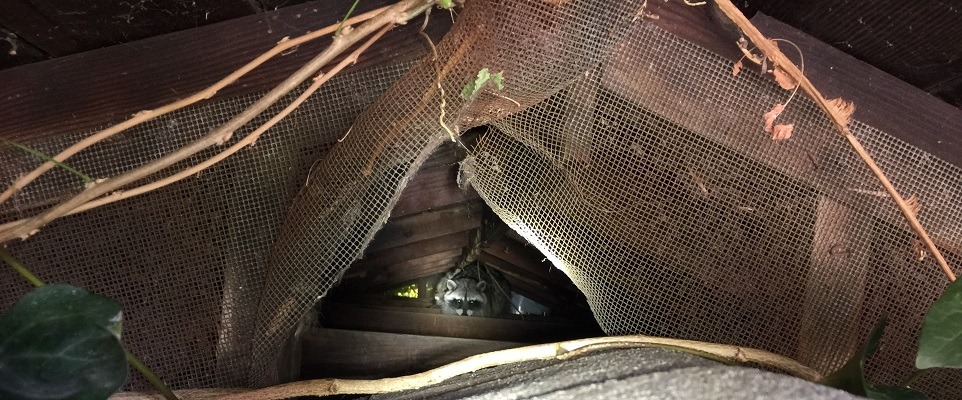 Raccoon damage in attic insulation during inspection