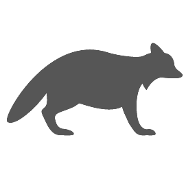 Raccoon Control & Removal