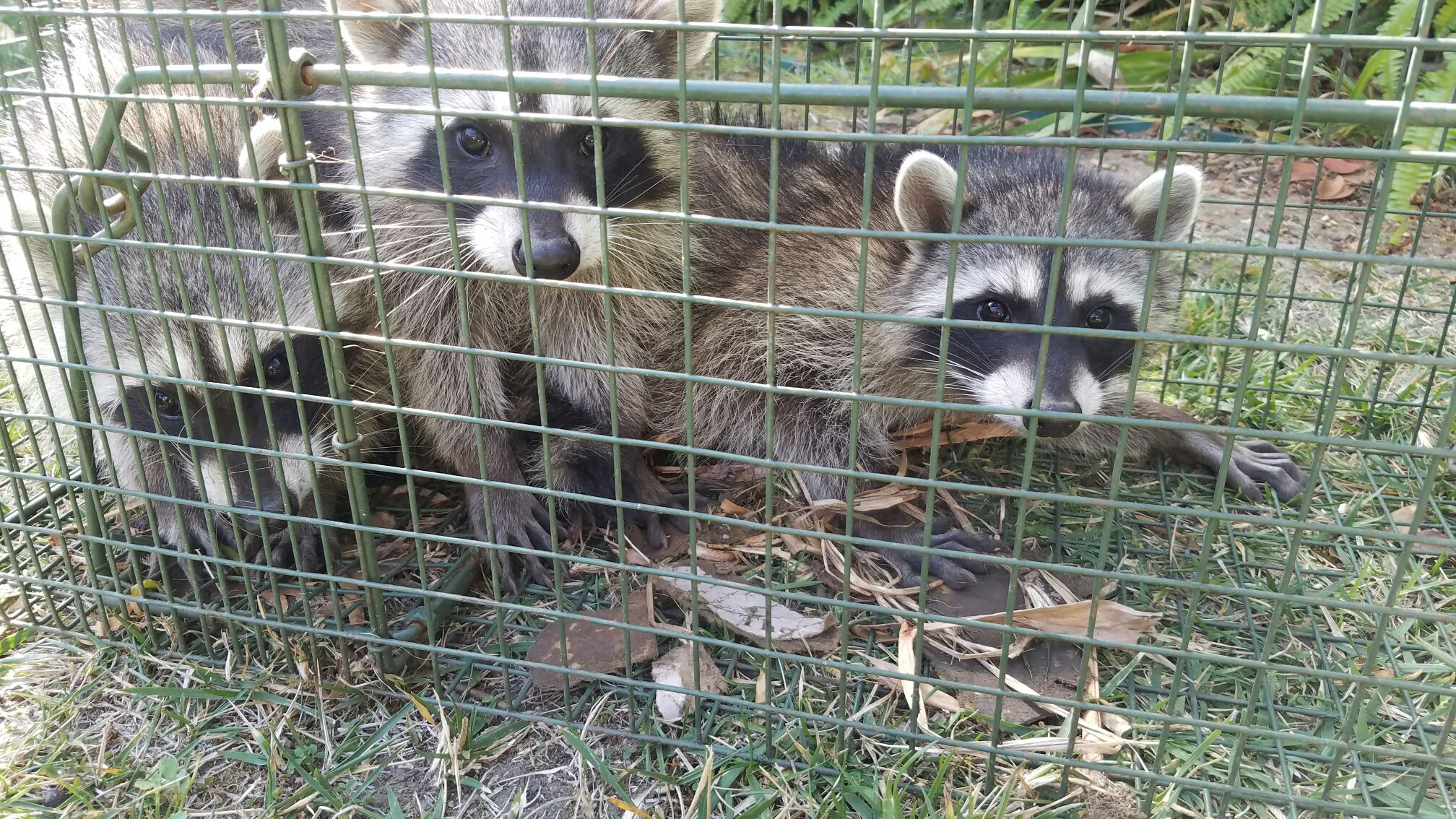 Humane raccoon trapping and removal setup