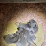 Raccoon walking on insulation inside an attic of a Southern California home