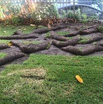 Raccoons Damage Yard In Los Angeles CA