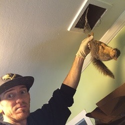 Squirrel in the attic