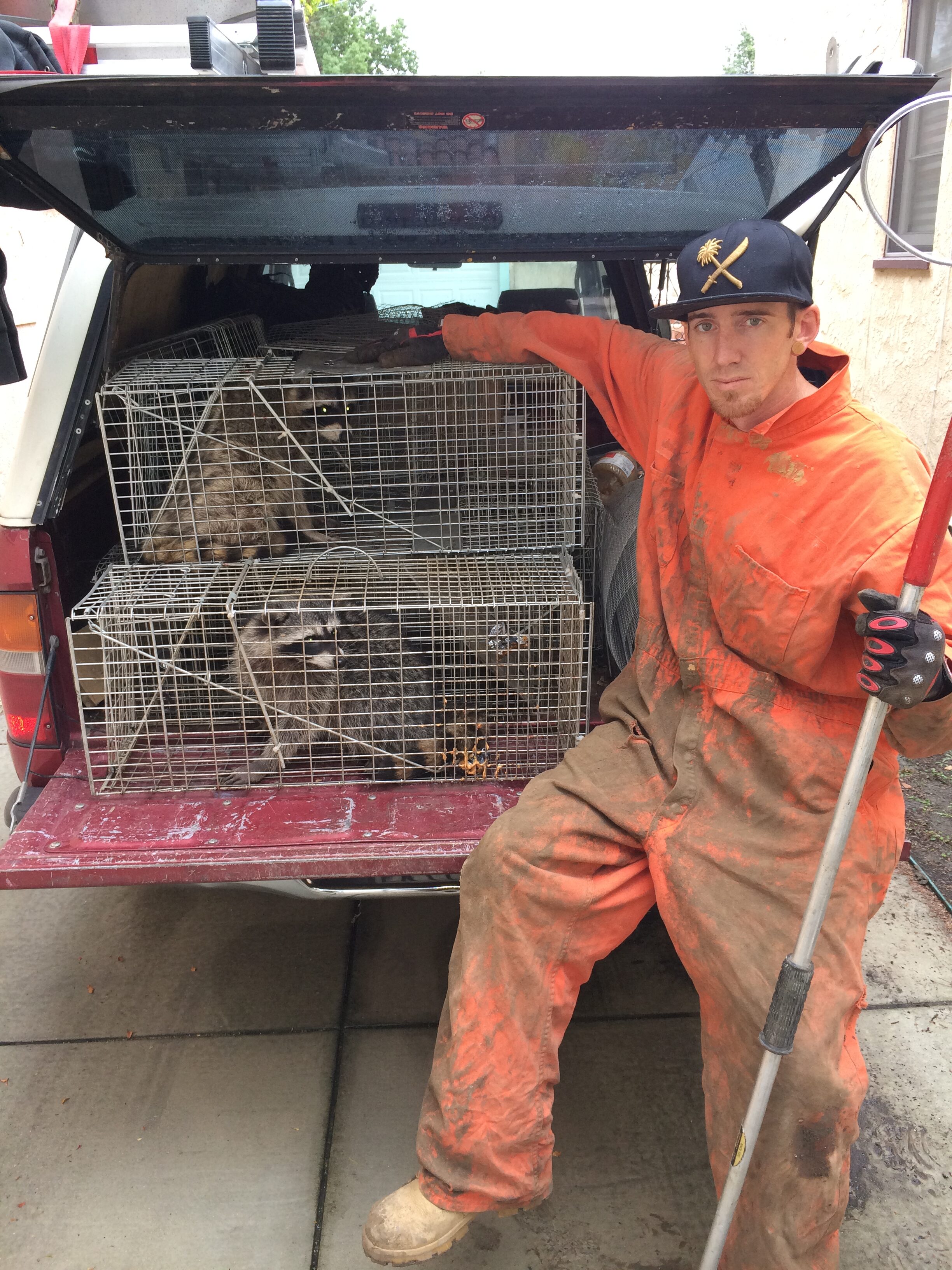 Wildlife animal removal, trapping and control services in Southern California