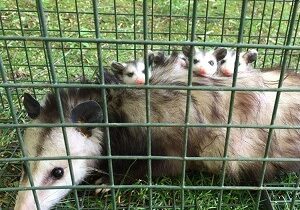 Opossum safely contained in a humane live trap during professional opossum removal from a backyard by Urban Wildlife Trapping Experts