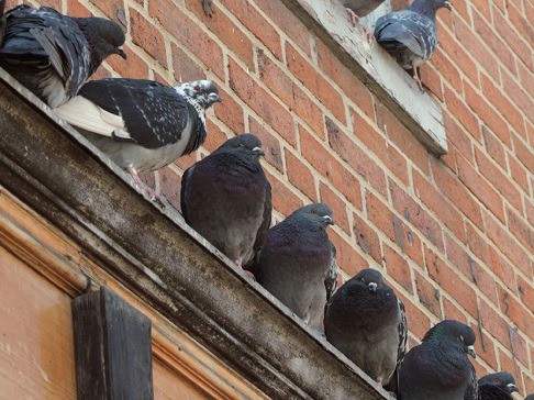 Feral pigeons roosting on a commercial building ledge in Southern California