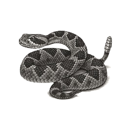 Rattlesnake control and rattlesnake removal in Southern California