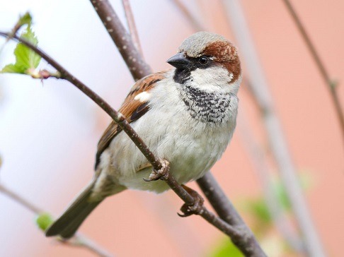 House sparrow nesting in building eaves in Southern California