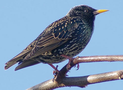 European starlings flocking on a roof and sign in Southern California