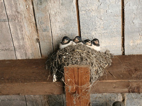 Swallows building mud nests under home eaves in Southern California